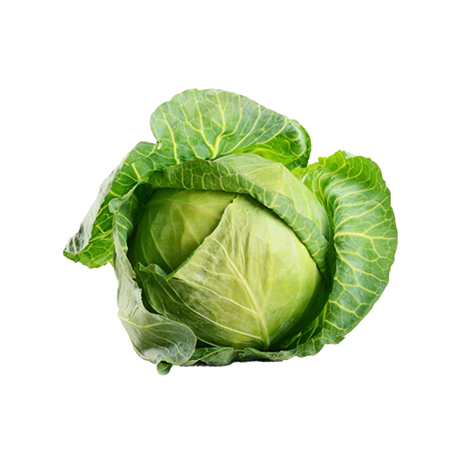 CABBAGE GREEN (EACH)