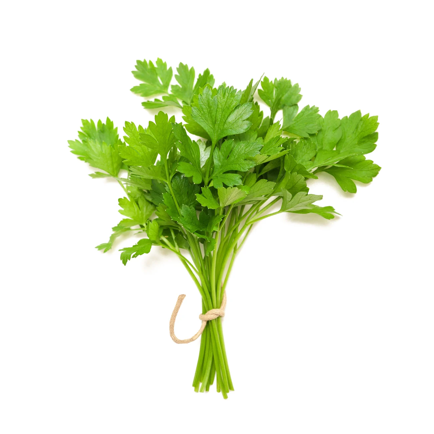 CORIANDER (BUNCH)