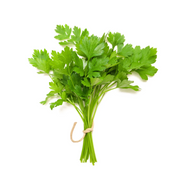 CORIANDER (BUNCH)