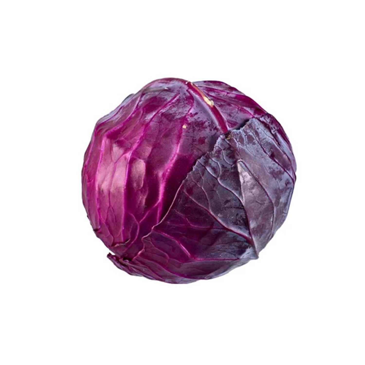 CABBAGE RED (EACH)